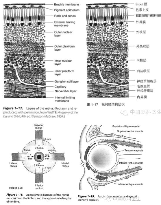 眼科解剖图谱（中英双文版）