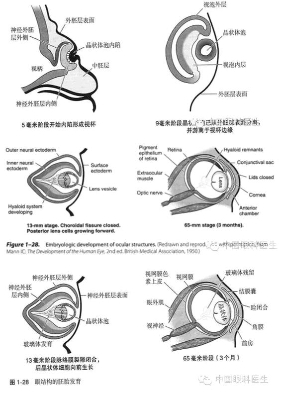 眼科解剖图谱（中英双文版）