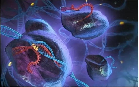 利用CRISPR治疗视网膜色素变性获得突破